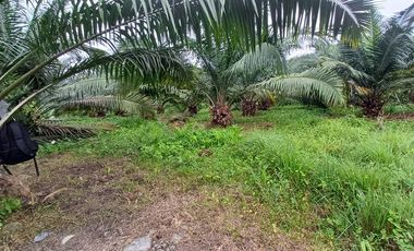 SE VENDE FINCA DE PALMA AFRICANA EN PRODUCCIÓN, 95 HAS. VICHE - QUININDÉ - ESMERALDAS - ECUADOR