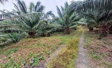 SE VENDE FINCA DE PALMA AFRICANA EN PRODUCCIÓN, 95 HAS. VICHE - QUININDÉ - ESMERALDAS - ECUADOR