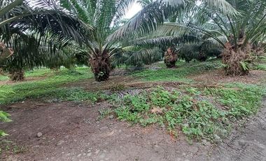 SE VENDE FINCA DE PALMA AFRICANA EN PRODUCCIÓN, 95 HAS. VICHE - QUININDÉ - ESMERALDAS - ECUADOR