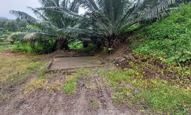 SE VENDE FINCA DE PALMA AFRICANA EN PRODUCCIÓN, 95 HAS. VICHE - QUININDÉ - ESMERALDAS - ECUADOR