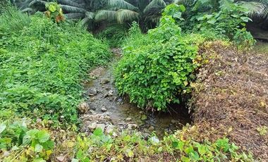 SE VENDE FINCA DE PALMA AFRICANA EN PRODUCCIÓN, 95 HAS. VICHE - QUININDÉ - ESMERALDAS - ECUADOR
