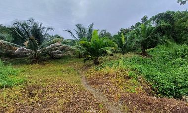 SE VENDE FINCA DE PALMA AFRICANA EN PRODUCCIÓN, 95 HAS. VICHE - QUININDÉ - ESMERALDAS - ECUADOR