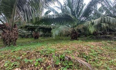 SE VENDE FINCA DE PALMA AFRICANA EN PRODUCCIÓN, 95 HAS. VICHE - QUININDÉ - ESMERALDAS - ECUADOR