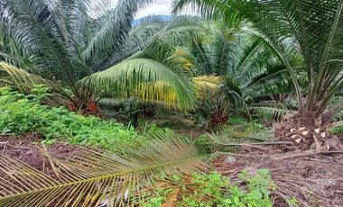 SE VENDE FINCA DE PALMA AFRICANA EN PRODUCCIÓN, 95 HAS. VICHE - QUININDÉ - ESMERALDAS - ECUADOR