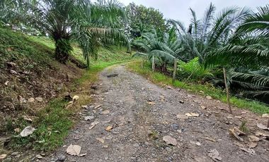 SE VENDE FINCA DE PALMA AFRICANA EN PRODUCCIÓN, 95 HAS. VICHE - QUININDÉ - ESMERALDAS - ECUADOR