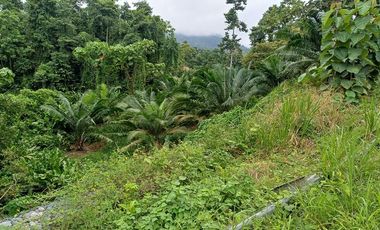 SE VENDE FINCA DE PALMA AFRICANA EN PRODUCCIÓN, 95 HAS. VICHE - QUININDÉ - ESMERALDAS - ECUADOR