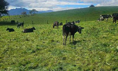 Hacienda Ganadera de venta en Aloag