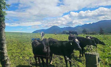 Hacienda Ganadera de venta en Aloag