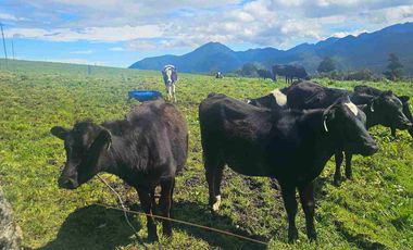 Hacienda Ganadera de venta en Aloag