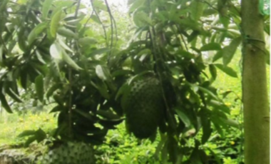 FINCA EN VENTA