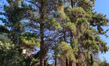 VENTA  PARCELA VILLA ALEMANA 15.000 M2 OPORTUNIDAD INVERSIÓN, REBAJADA!