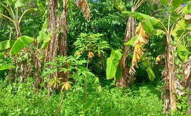 FARMLAND IN ANULING CERCA 2, MENDEZ, CAVITE