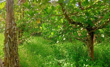 FARMLAND IN ANULING CERCA 2, MENDEZ, CAVITE