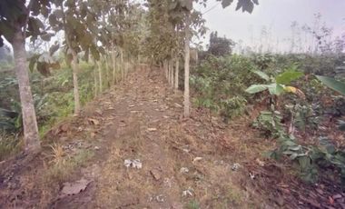 Venta Finca Bucay de Alta Rentabilidad