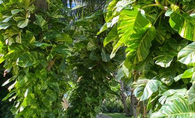 PALMARIS CANCUN RENTA CASA RENTA