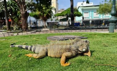 Edificio venta en Centro de Guayaquil, Avda Olmedo y Malecón Bahía