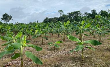 Finca de 41 Hectáreas Vía Quevedo