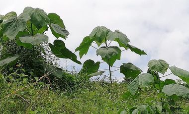99 hectáreas via a Puerto Quito