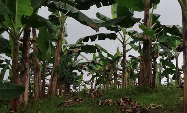 99 hectáreas via a Puerto Quito