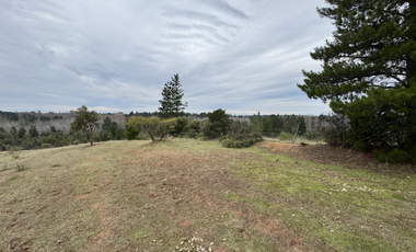 Campo parcela de 4,7 has ubicado en Chillancito Quillon