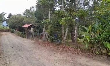 VENTA FINCA PRODUCTIVA LA CUMBRE
