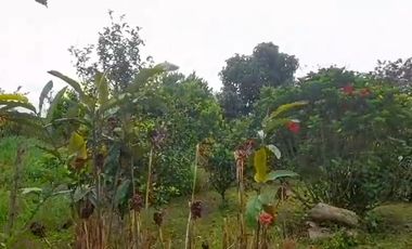 VENTA FINCA PRODUCTIVA LA CUMBRE