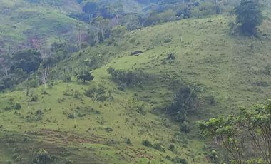 Venta Finca Ganadera San José del Nús San Roque Antioquia