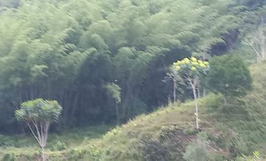 Venta Finca Ganadera San José del Nús San Roque Antioquia