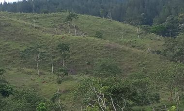 Venta Finca Ganadera San José del Nús San Roque Antioquia