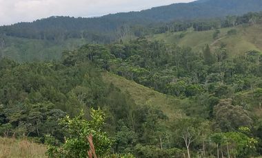 Venta Finca Ganadera San José del Nús San Roque Antioquia