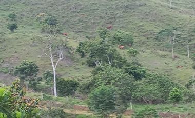 Venta Finca Ganadera San José del Nús San Roque Antioquia