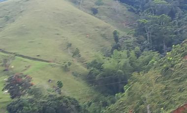 Venta Finca Ganadera San José del Nús San Roque Antioquia