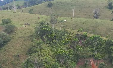 Venta Finca Ganadera San José del Nús San Roque Antioquia