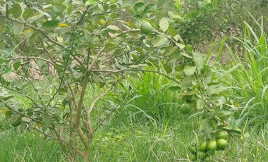 PEDRO.V.MALDONADO VENDO 2 LOTES JUNTOS EN LA URB. MAPIA
