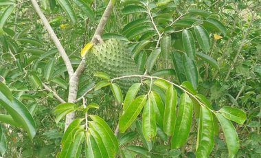 PEDRO.V.MALDONADO VENDO 2 LOTES JUNTOS EN LA URB. MAPIA