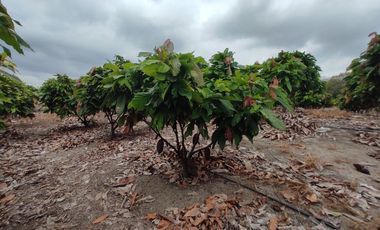 finca de venta via manta jaramijo ar