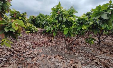 finca de venta via manta jaramijo ar