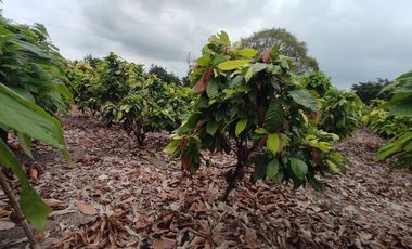 finca de venta via manta jaramijo ar