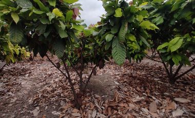 finca de venta via manta jaramijo ar