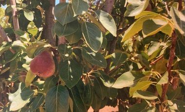 Granja en Venta a 30 Min de la Cd de Chihuahua dentro de Fraccionamiento