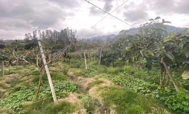 SE VENDE FINCA PARA AGRICULTURA EN EL MUNICIPIO DE BOYACA