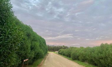 Venta Parcela 5000m2 Los Quillayes Talagante