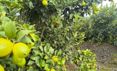 Venta de Parcela Agrícola con Producción de Cítricos