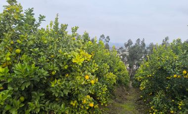 Venta de Parcela Agrícola con Producción de Cítricos