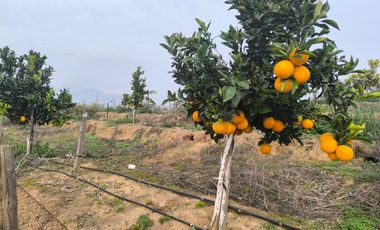 Venta de Parcela Agrícola con Producción de Cítricos
