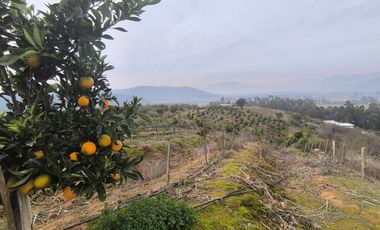 Venta de Parcela Agrícola con Producción de Cítricos