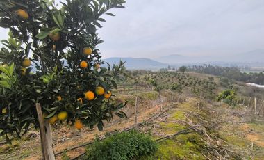 Venta de Parcela Agrícola con Producción de Cítricos