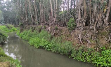 Venta de Parcela Agrícola con Producción de Cítricos