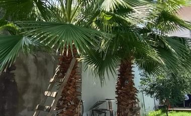 VENTA DE CASA EN CHICONCUAC, MUNICIPIO DE XOCHITEPEC, MOR. $2,600,000.00