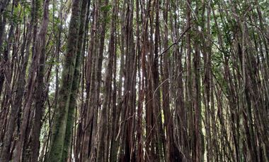 Campo en Los Muermos, El Escondido – Región de Los Lagos